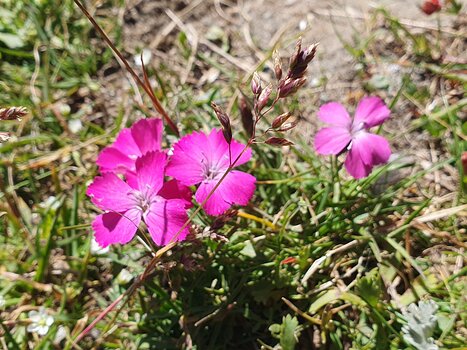 2025-07 Viso Nicole C, détail sortie