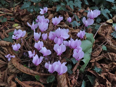 2025-09 Marly Jean-Louis M, détail sortie
