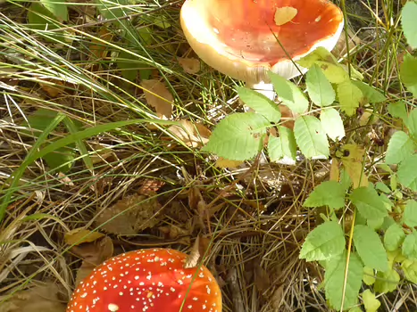 2025-10 Andilly Dominique F, détail sortie