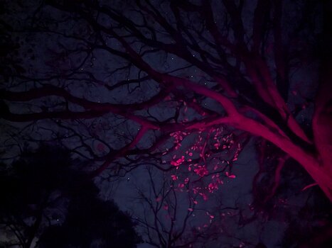 2025-11 Nocturne Fontainebleau Ilona L, détail sortie