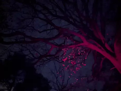 2025-11 Nocturne Fontainebleau Ilona L, détail sortie