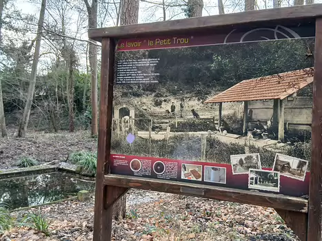 2026-01 Forêt de Bois-d'Arcy Jocelyne D, détail sortie