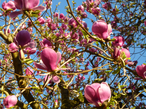 2026-03 Dourdan Dominique F, détail sortie
