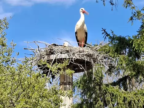 2026-04 Alsace Isabelle P, Philippe D, détail sortie