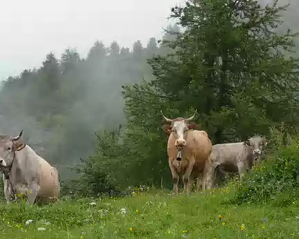 Pays Valaisans 031 çà ne dérange pas outre mesure les grosses vaches suisses.