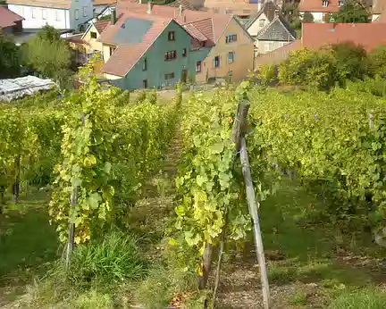 17 vignobles à Katzenthal