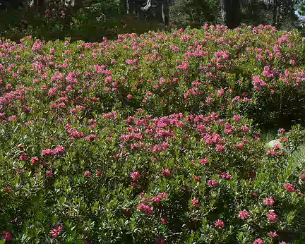 11 Rhododendrons refuge des Cortalets 2150m