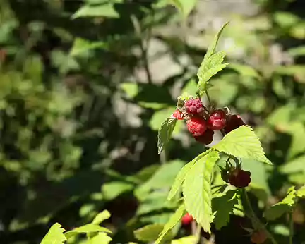 IMG_8434 Framboisier (Rubus idaeus)