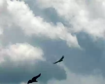 PXL008 Au pic de L'Har, les vautours planent par deux