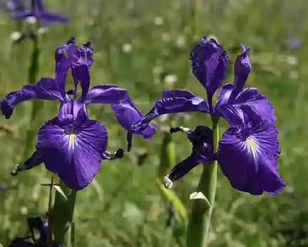 IMG_0966 Iris des Pyrénées (Iris latifolia (Mill.) Voss)