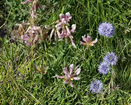 IMG_1137 Trèfle des Alpes (Trifolium alpinum L.) et Globulaire à tige nue (lobularia nudicaulis L.)