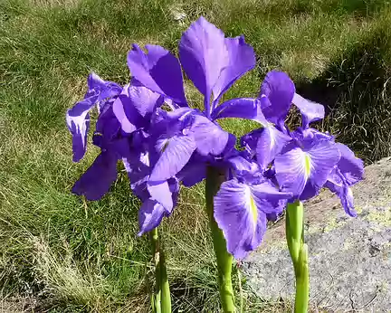 PXL131 Flore locale : Iris