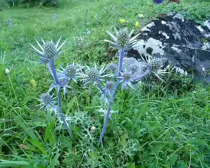 PXL135 Flore locale : Chardon Bleu