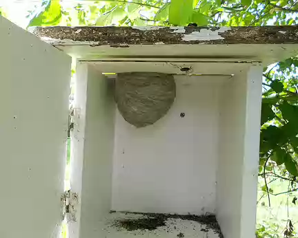 PXL008 nid de guêpes dans une boîte à lettres