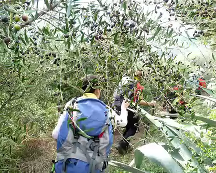 PXL059 Arrivée dans les oliviers et les agaves