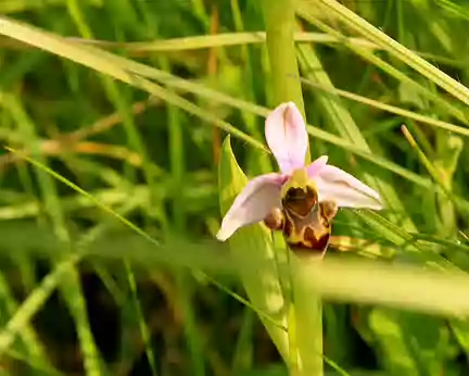 PXL022 orchis abeille
