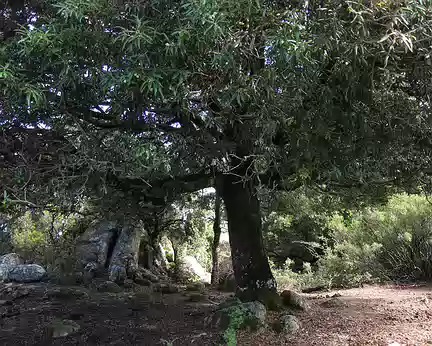 PXL134 Vieux chêne vert