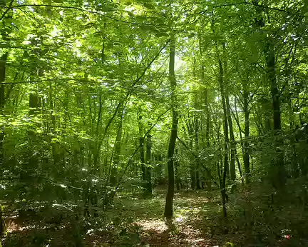 PXL010 Forêt d'Iffendic