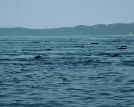 50 Phoques dans la baie de Tadoussac