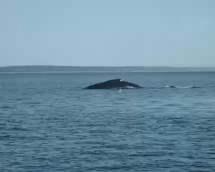 53 Baleine à bosse