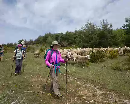 2017_05_05-14_26_24 Bergère et moutons