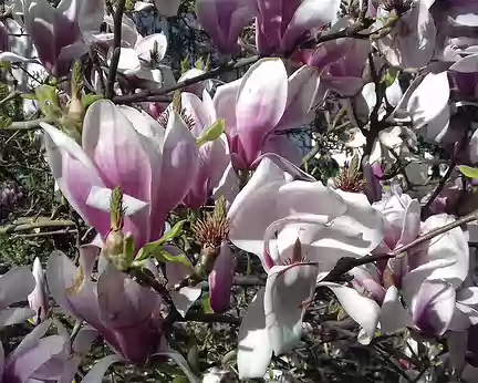 047 Fleurs de magnolia dans le parc à l’anglaise