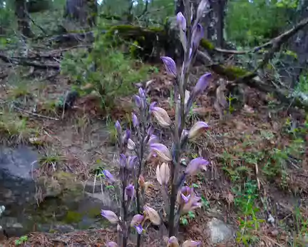 P1330047 Grande orchidée dans le sous bois