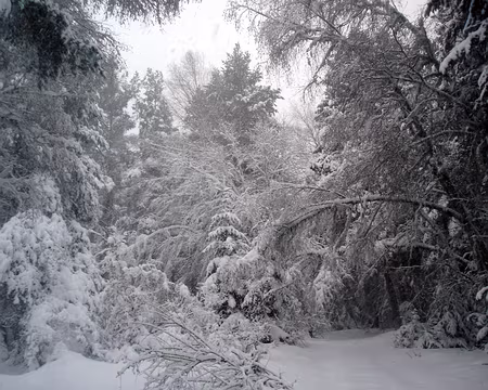 32 en forêt de Niave