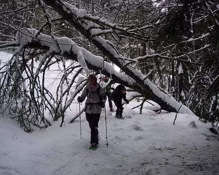 04 Bois de la Jorasse