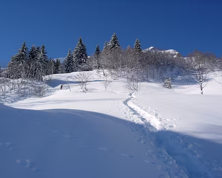 11 Vers Croise Baulet