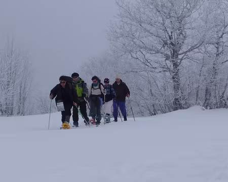 037 et la purée de pois