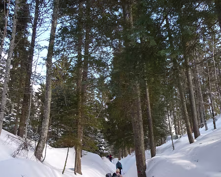 052 Enfin dans la forêt !