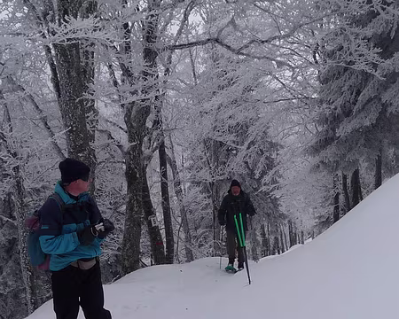 053 Les arbres ressemblent à la chevelure de Claudine