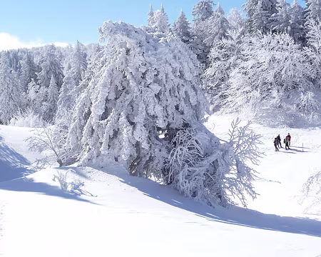 063 Les arbres sont magnifiquement chargés