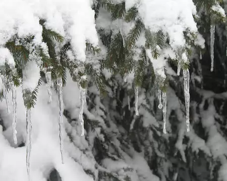 005 Neige, glace et verdure.