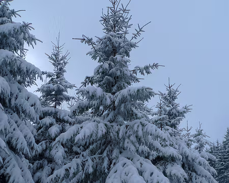 009 Superbe parure hivernale !