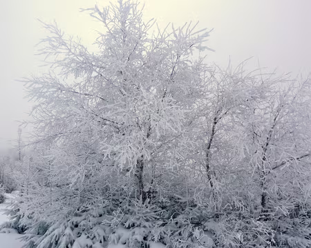 011 Autre style de parure, plus raffinée.