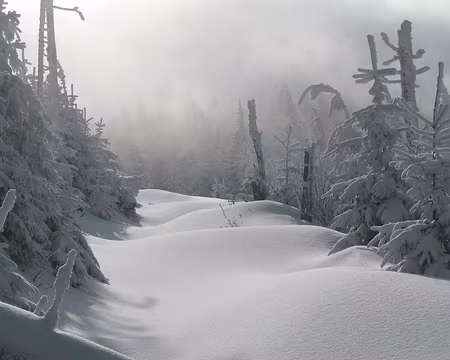 020 Décor fantasmagorique. Blanche-Neige et les 7 Nains ne vont-ils pas surgir au détour du chemin ?