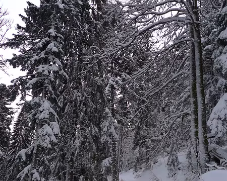 044 Progression dans la forêt maléfique...