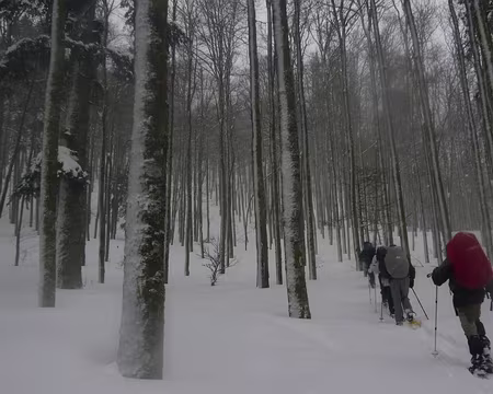 057 Plus de chemin, des arbres à perte de vue, où sommes-nous ?