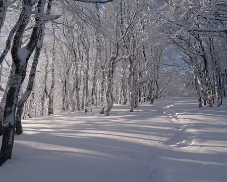 067 Dans le bois, en montant au Rainkopf.