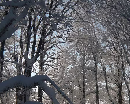 068 Dans le bois, en montant au Rainkopf.