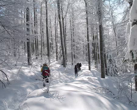 091 Dans la forêt enchantée.