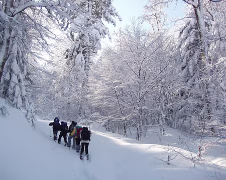 094 On continue dans la forêt enchantée.
