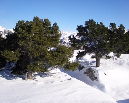 PXL006 Pin cembro / arolle