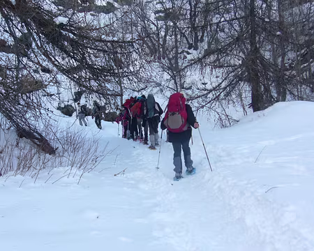 PXL003 Mélèzes qui nous entoureront durant l'ensemble de notre séjour.