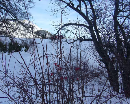 PXL005 Gratte-cul ou cynorhodon dont on fait une excellente confiture