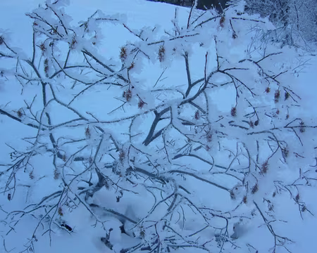 PXL082 Une matinée sous le signe du givre