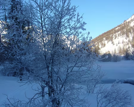 PXL086 Fleurs de givre