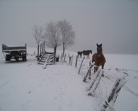 044 Tant pis pour les chevaux !